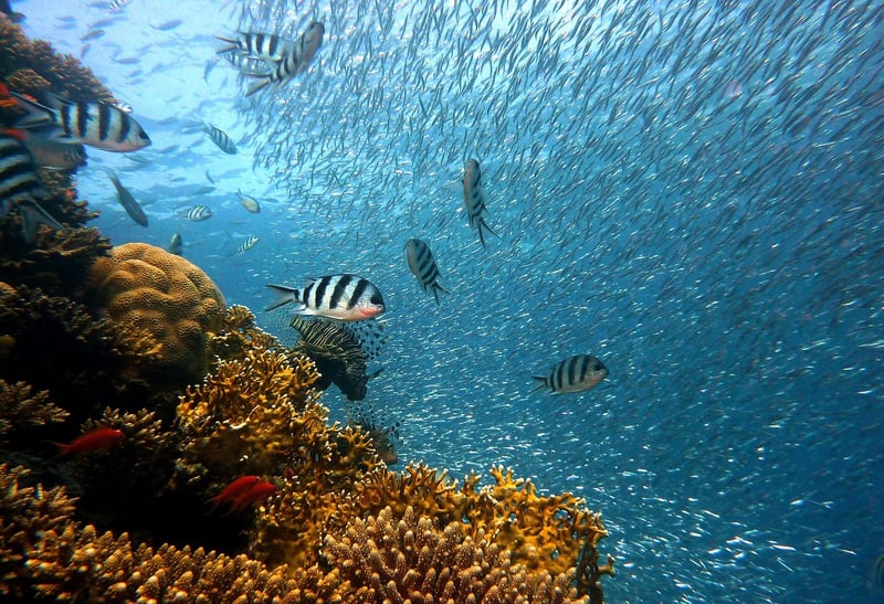 Underwater Exploration